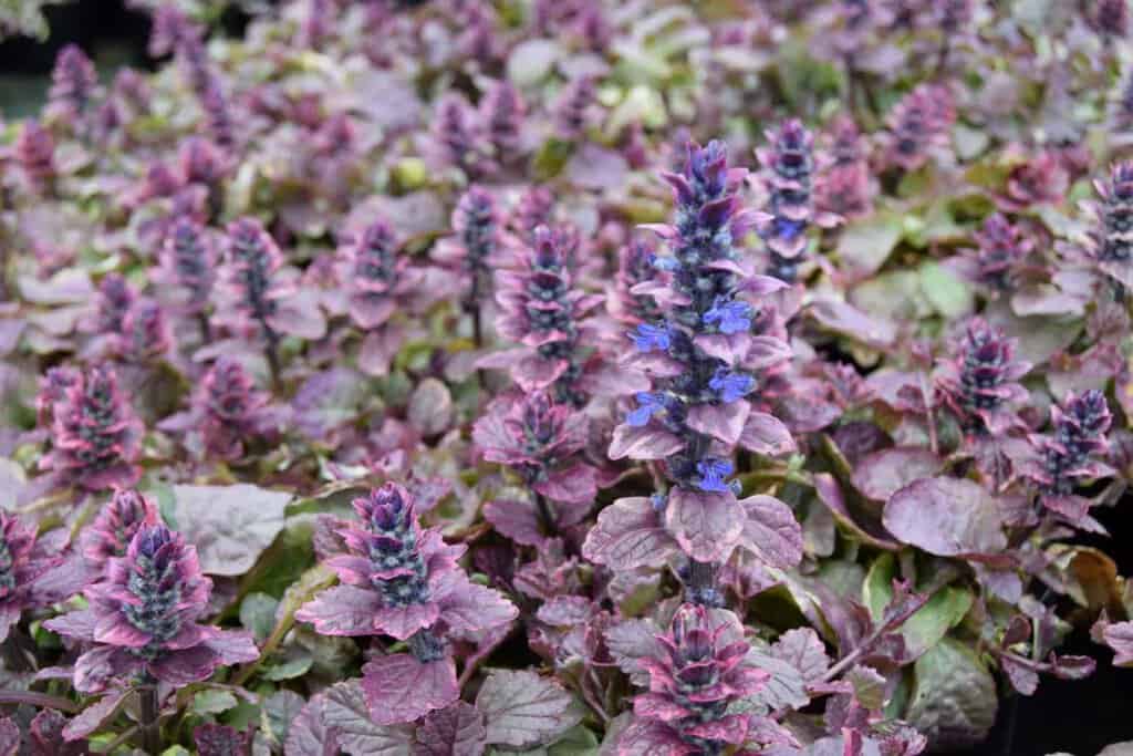 Ajuga reptans 'Burgundy Glow' ---